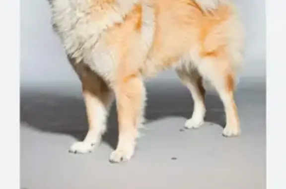 Chien Eurasier marron clair trouvé à Moulins - photo