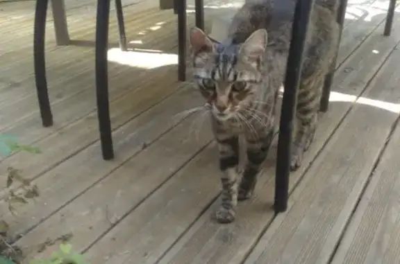 Jeune chatte tigrée trouvée à Talence - photo