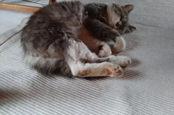 Animaux trouvés , photo: Chat mâle non castré trouvé à Magny d'Anigon
