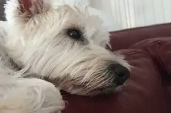 Animaux perdus Lay-Saint-Christophe, photo: Westie disparue à Lay-Saint-Christophe