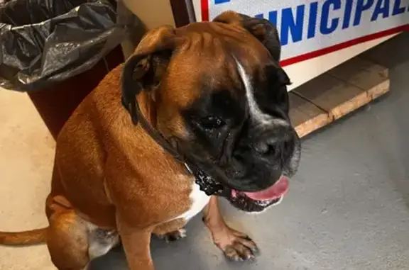 Boxer femelle beige trouvée Rue du Tennis, 11 - photo