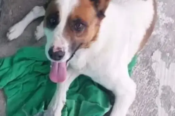 Perro Perdido: Blanco con Manchas Cafés en Zapopan