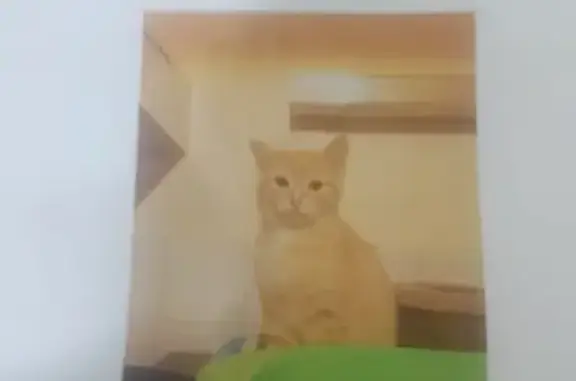 Chat perdu, Rignac, photo: Chat roux et blanc perdu à Rignac, 11 mois