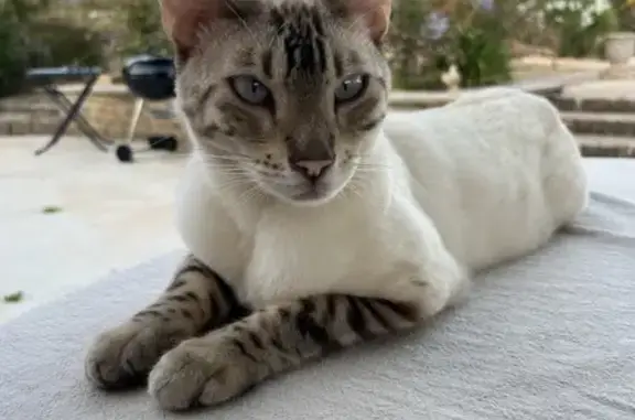 Chat perdu, , photo: Chat bengal blanc disparu à Entrecasteaux