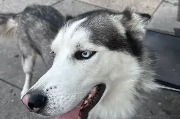 Missing Husky, 3 Yrs, Nassau St, Westbury