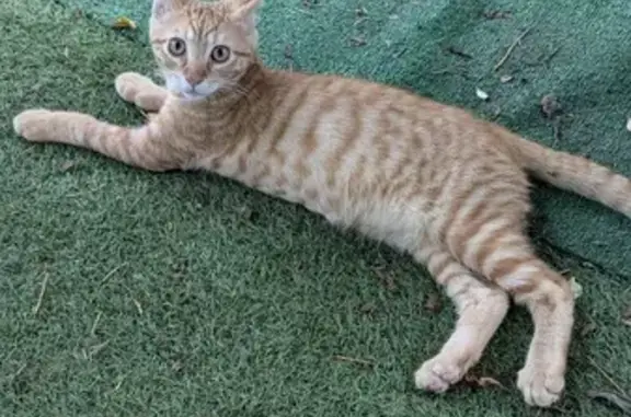Chaton roux trouvé à Monségur, très sociable - photo
