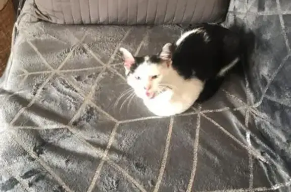 Chaton noir et blanc trouvé à Clairvaux-les-Lacs - photo