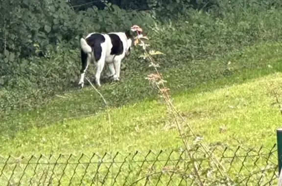 Chien errant blanc tacheté à Audincourt - photo