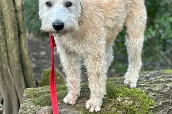 Lost Wheaten Terrier: Friendly Female in Chesterfield