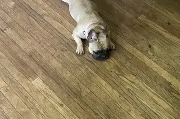 Lost Tan Female Frenchie Near N. Drexel Ave