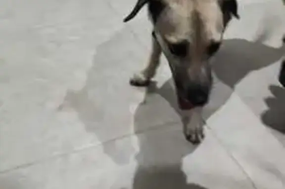 Cachorra Beige Encontrada en Cholul - Calle 13, 578