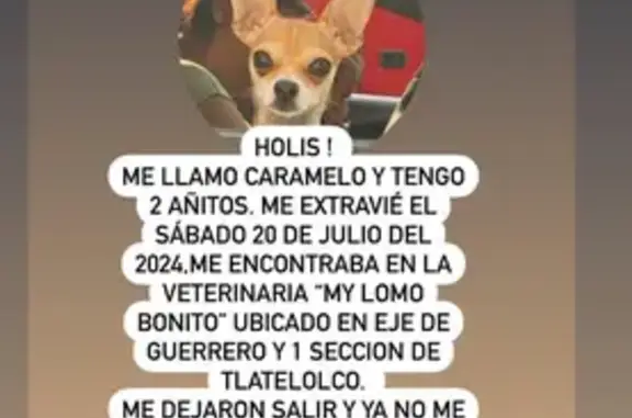 Perro Chihuahua Perdido en CDMX: Cabeza de Venado