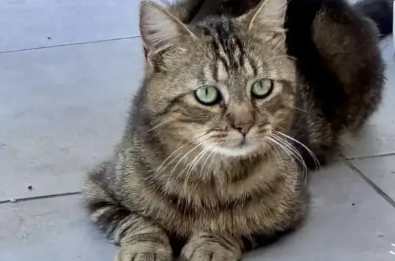Chat marron et sable trouvé à Saumur - photo