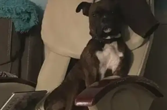 Missing 3-Year-Old Brindle Boxer in Portland