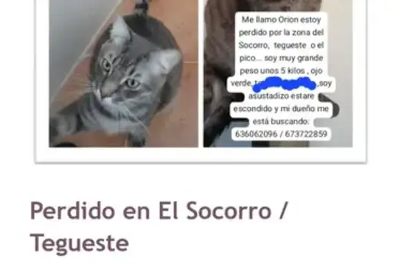 Gato Grande Perdido en Tegueste - 8kg Sin Chip