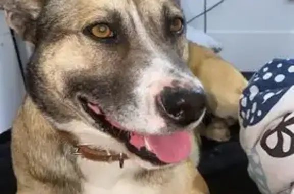Perros perdidos, , foto: ¡Perro Perdido en Vilaflor! Recompensa 1000€