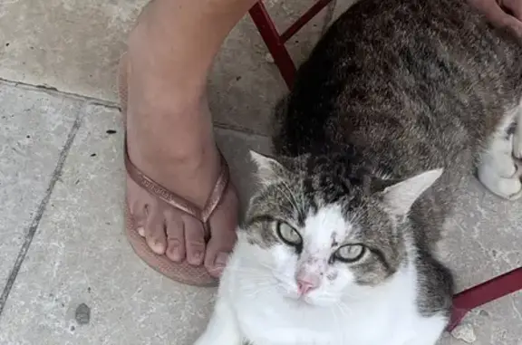 Chat mâle sociable trouvé Rue du Camp des Anglais - photo