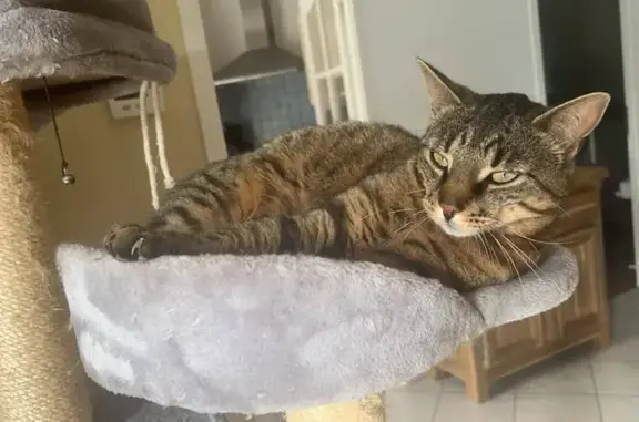 Animaux perdus , photo: Chatte tigrée perdue près clinique Brenne