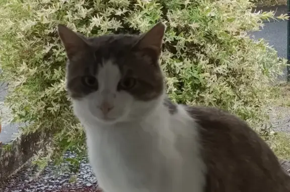 Chat mâle gris et blanc trouvé à Pouzauges - photo