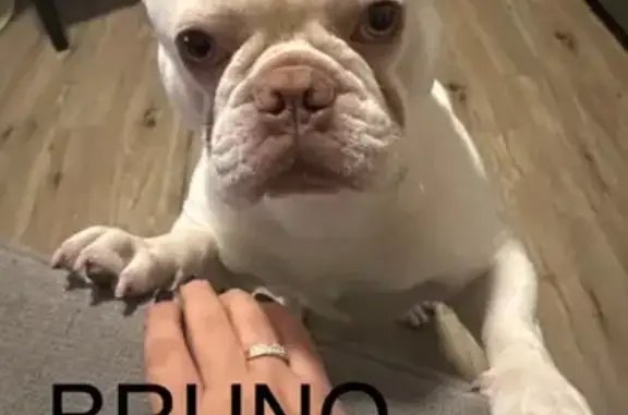 Lost White French Bulldog: Help Find Bruno!