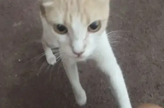 Chaton roux et blanc trouvé à Cagnes-sur-Mer - photo