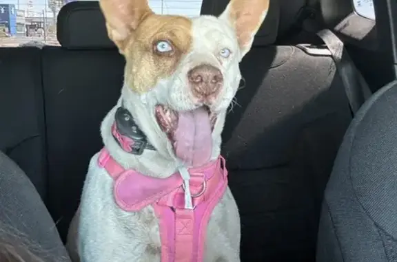 Perro Perdido: Pitbull Mix Blanca con Manchas Cafés