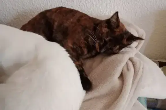 Chat perdu, , photo: Chat écaille de tortue perdu à Nohanent