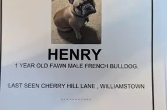 Lost French Bulldogs: Black & Fawn in Williamstown