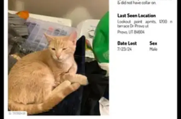 Missing Apricot Tabby Cat 'Cosmo' in Provo