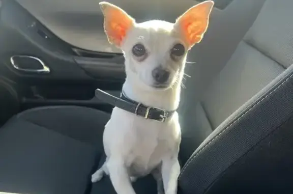 Lost White Chihuahua on N 84th Ave, Phoenix