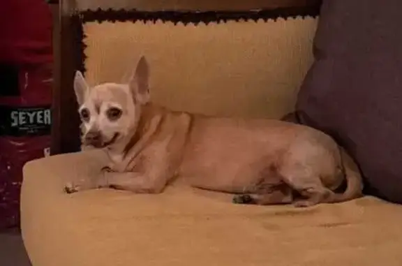 ¡Perro Chihuahua Perdido en Cancún! Ayuda