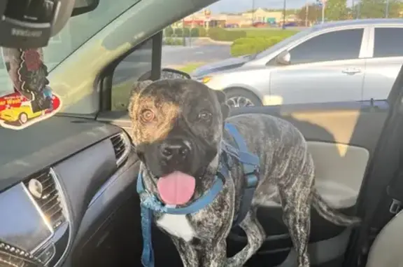 Found Boxer Mix Puppy: South High Street