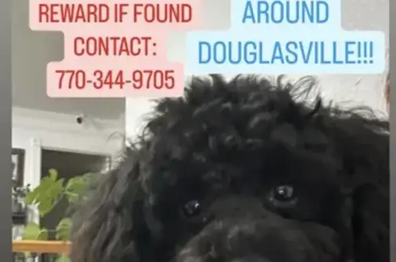 Missing Black Toy Poodle - Reward Offered!