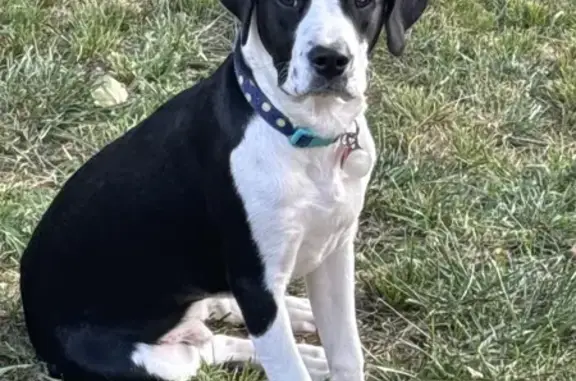 Lost Black & White Pit Bull Puppy in Louisville