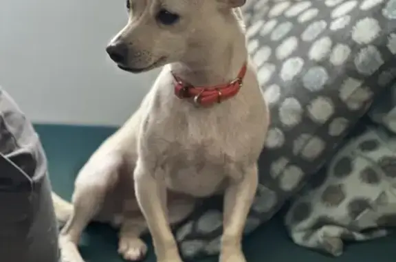 Lost Chihuahua-Doxen Mix: Eames Farm Rd, Egg Harbor