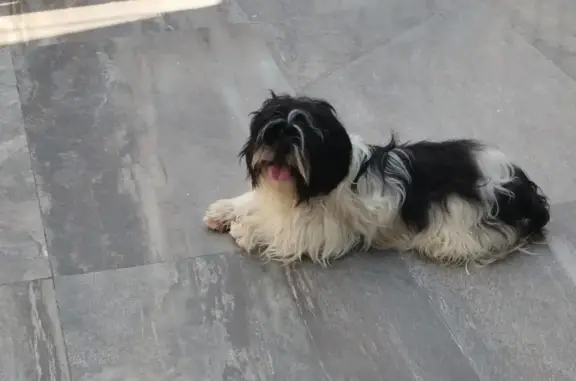 ¡Perro Shihtzu Perdido en Palermo! Ayuda