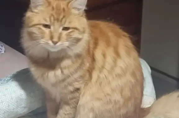 Lost Ginger Male Cat in Fullerton Crescent