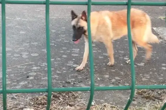 Animaux trouvés , photo: Malinois craintif trouvé à Villedieu-sur-Indre