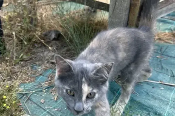Chat errant trouvé à L'Ayguade - photo
