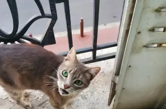 Chat perdu, Gennevilliers, photo: Chatte grise aux yeux verts perdue à Gennevilliers