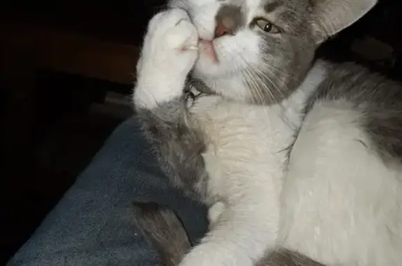 Animaux perdus Moëlan-sur-Mer, photo: Chatte tricolore perdue à Moëlan-sur-Mer