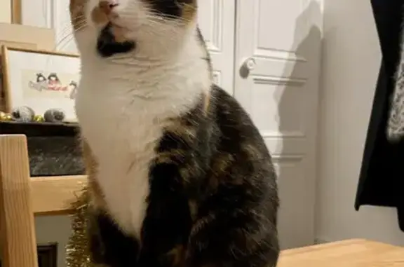 Animaux perdus Troyes, photo: Chatte tricolore perdue à Troyes, rue Champeaux