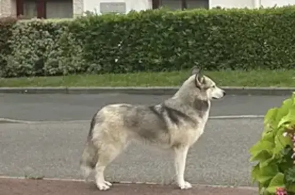 Chien loup/husky trouvé à Ciboure sans collier - photo