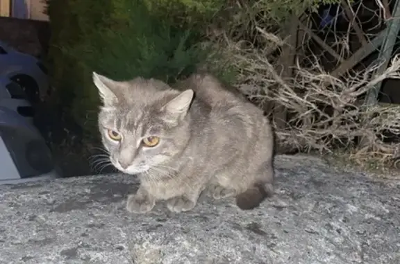 Chat trouvé blessé rue Clos Chassaing - photo