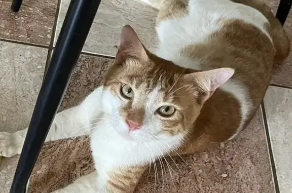 Chat tigré roux et blanc perdu à Cayenne - photo