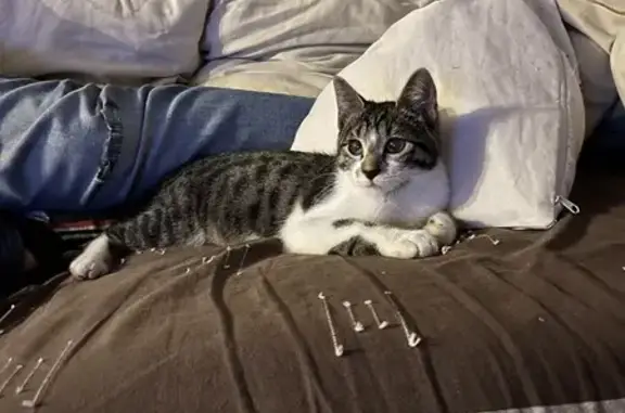 Chaton tigré gris et blanc trouvé à Montfermeil - photo