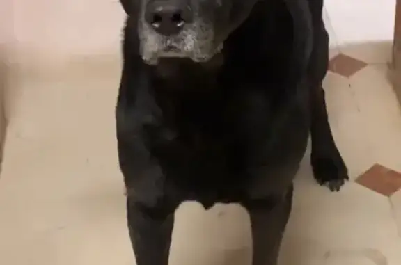 Labrador croisé Rott disparu à Neuilly - photo