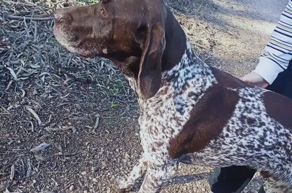 Lost: Friendly German Pointer Max - Barossa