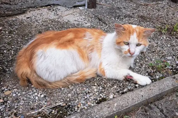 Animaux trouvés Sarre-Union, photo: Chat errant blessé cherche aide urgente à Sarre-Union