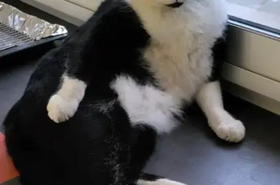 Chat perdu, Trets, photo: Chat européen noir et blanc perdu à Trets